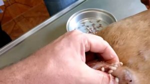 Mangoworms, uncountable this time , Parasites