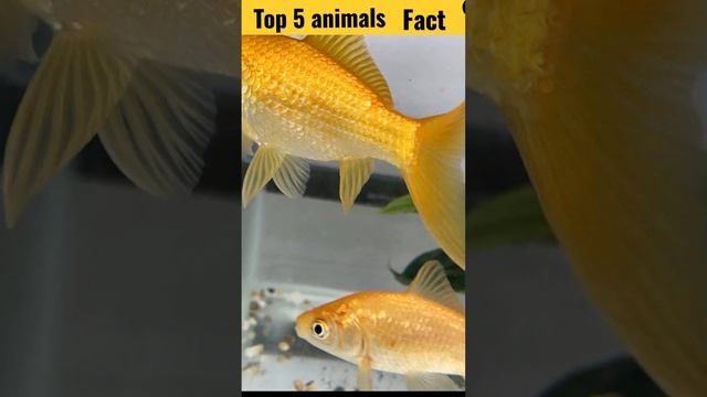 Top 5 animal's fact😯#trending#fact#animals смотреть онлайн