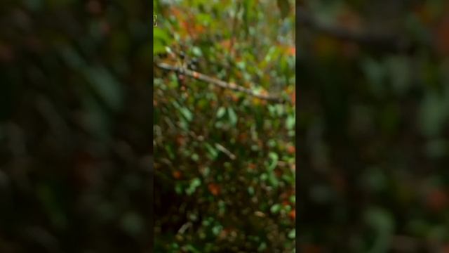 World's TINIEST bird #bee humminbird #birds смотреть онлайн