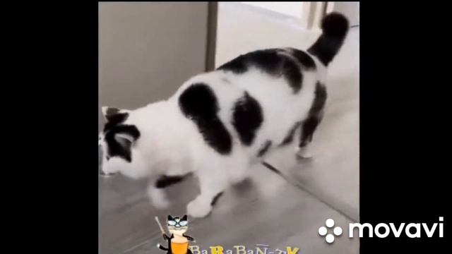 Приколы с котами часть 20 - смешные коты и кошки смотреть онлайн