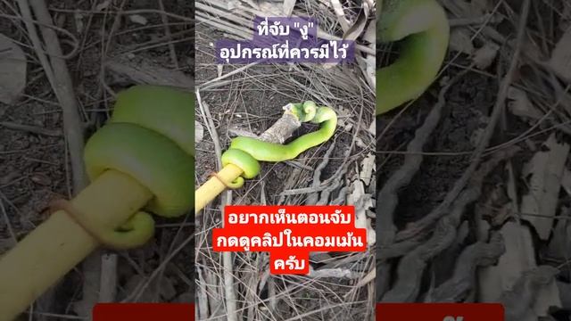 งูพิษ(เขียวหางไหม้) смотреть онлайн
