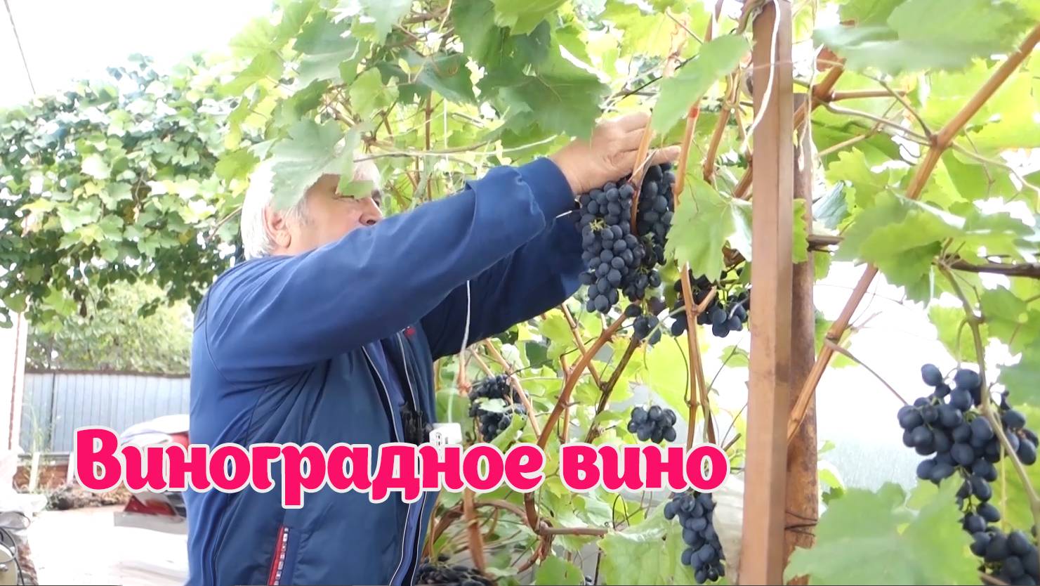 Раньше я тоже думал, что это сложно. Виноград Молдова. Вино в домашних условиях. смотреть онлайн