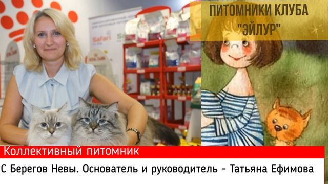 25 лет клубу любителей кошек "Эйлур". Часть 3 смотреть онлайн