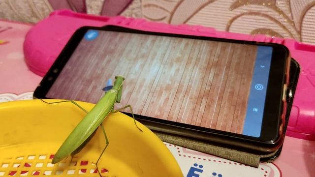 богомол обыкновенный смотреть онлайн