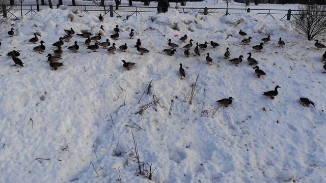 Кормим крякв ))) смотреть онлайн