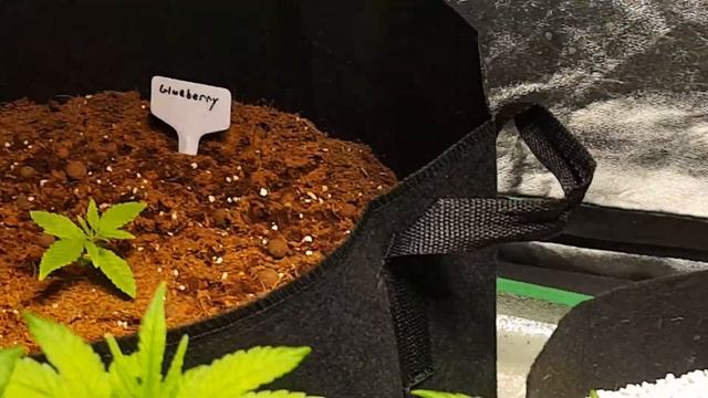 Multi strain COB Led grow смотреть онлайн