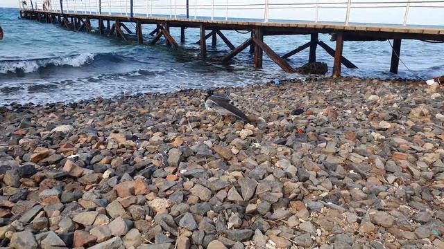 Птенец чайки. Seagull chick смотреть онлайн