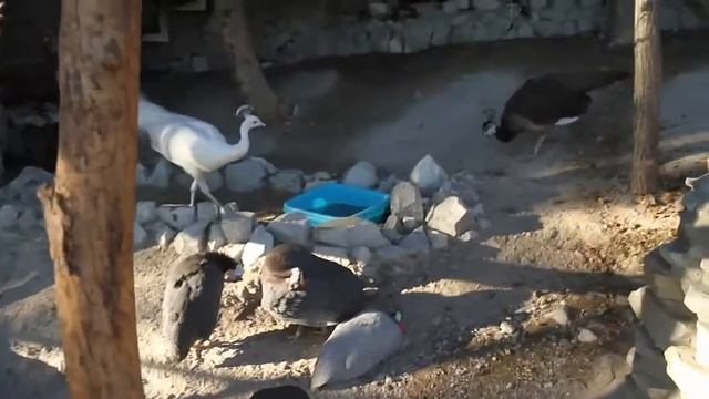 КОНТАКТНЫЙ ЗООПАРК "ЗОВ ДЖУНГЛЕЙ" В ПАРКЕ ОЛИМП ☼ ЧЕРНОЕ МОРЕ, ГЕЛЕНДЖИК 2016. День #9 смотреть онлайн