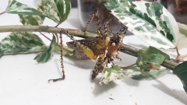 Panacanthus Varius — Spiny Devil Katydids Feeding On Zophobas Morio
