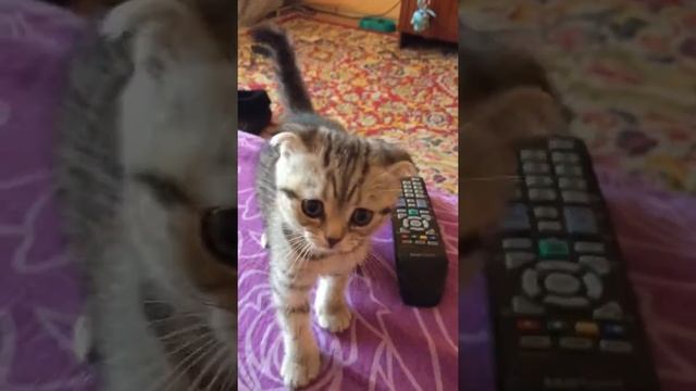 Новое видео смотреть онлайн