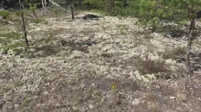 Путешествие на Север на автодоме // Белое море // Архангельск, Шенкурск смотреть онлайн
