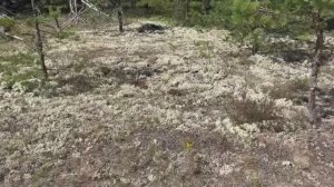 Путешествие на Север на автодоме // Белое море // Архангельск, Шенкурск