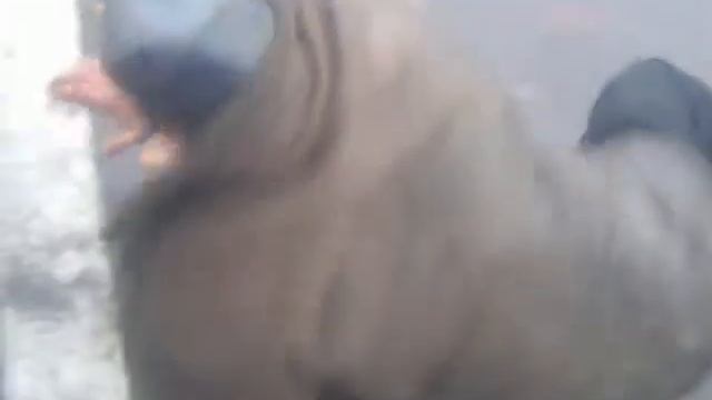Гад ползучий.3gp смотреть онлайн
