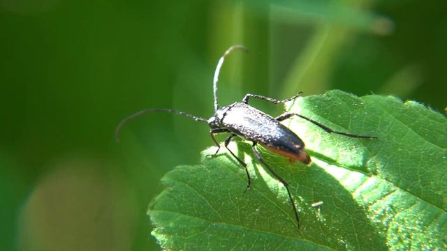 Kleine zwarte smalboktor - Stenurella nigra смотреть онлайн