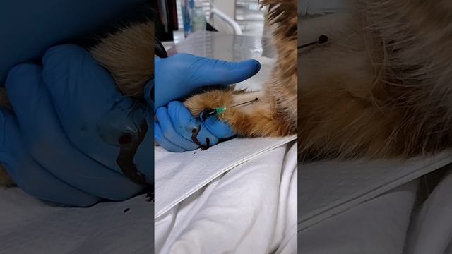 У нашей Маркизы взяли анализ крови 🥴 смотреть онлайн