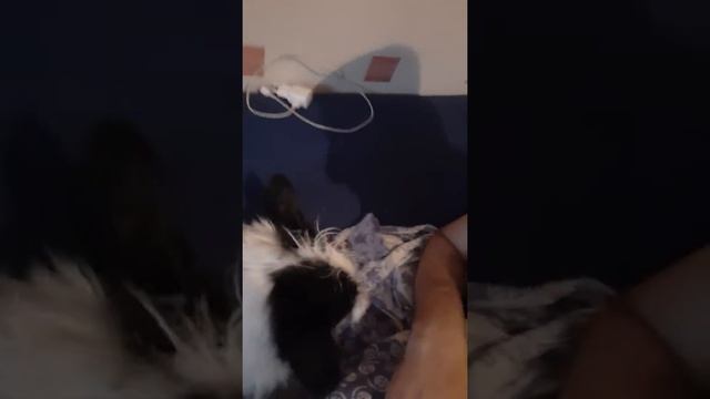 Я и моя собака мотя смотреть онлайн
