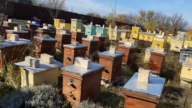 Пчёлы в этом году зимовать не собираются. 30.10.2023. смотреть онлайн