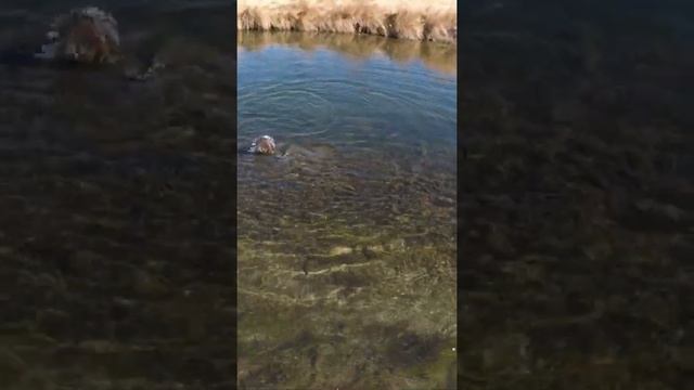 Catching Kokanee Salmon Short смотреть онлайн