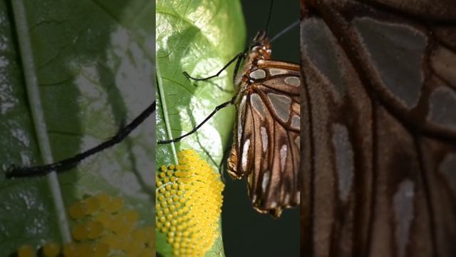 HOW BUTTERFLY LAY EGGS ON THE UNDERNEATH OF THE LEAVES | SO BEAUTIFUL YELLOW COLOR #shorts смотреть онлайн