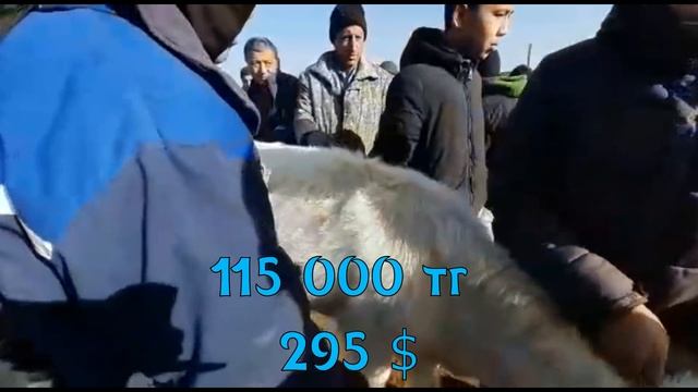 Шымкент мал базар, күзгі бағалар қандай? 💁♂️ смотреть онлайн