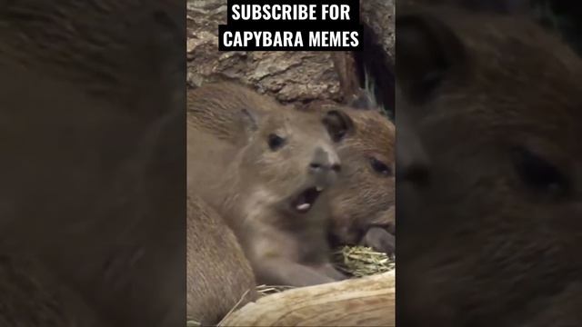 Subscribe for daily content😂 #capybara #capybaras смотреть онлайн