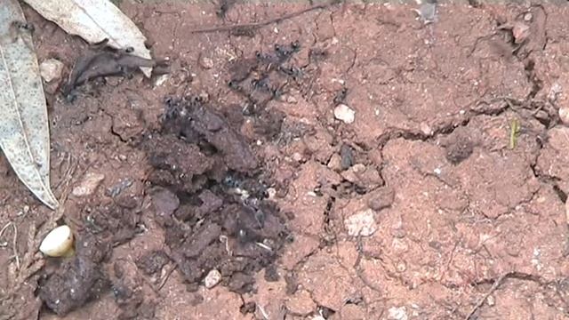 termites introduced to black ants on dry, cracked and stoney ground смотреть онлайн