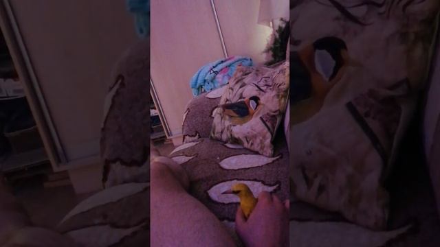 Видели когда-нибудь иволгу ручную как котенок? смотреть онлайн