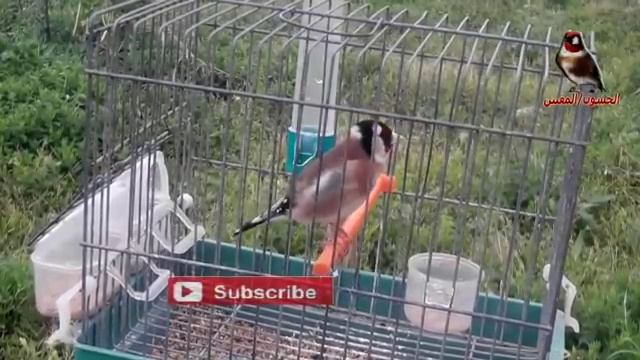 لن تصدق روعة هذا الغناء البري смотреть онлайн