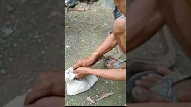 Amankan ular kepala tembaga смотреть онлайн