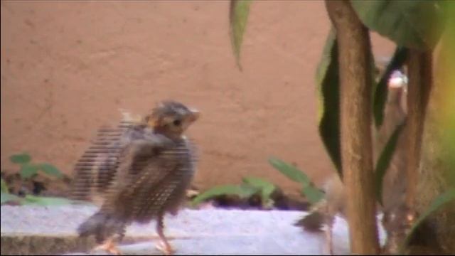 Filhote passarinho смотреть онлайн