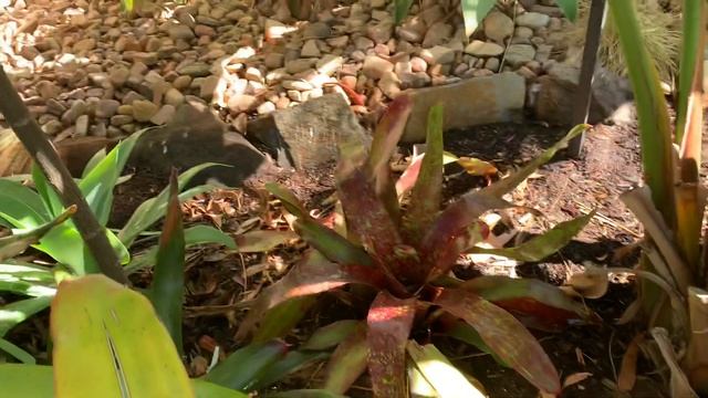White Bird of Paradise смотреть онлайн