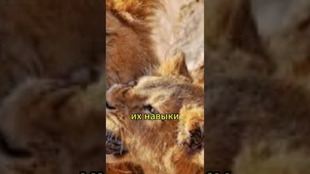 100 фактов в одном видео!? смотреть онлайн