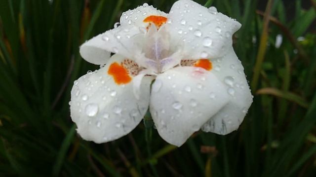 Moréia/(Dietes bicolor) (Steud.) Sweet ex Klatt. [Leitura na Descrição]#plantas смотреть онлайн