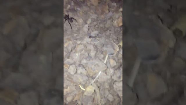 FEEDING GLOWING WILD WOLF SPIDER (AUSTRALIA) смотреть онлайн