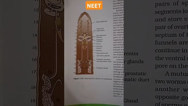 #STRUCTURAL ORGANISATION IN ANIMALS #Reproductive system of earthworm #neet смотреть онлайн