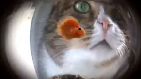 Kitekat Часть 3