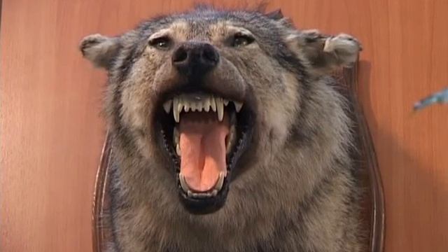 Охота на волка смотреть онлайн