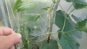 Формирование огурца в теплице