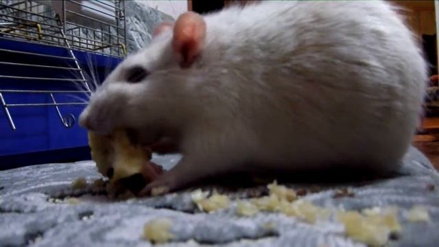 Domestic rats Removing bones from the core смотреть онлайн