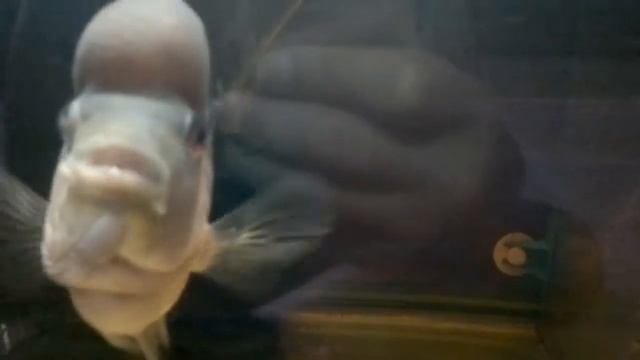 flowerhorn zz 03 смотреть онлайн