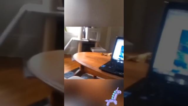 #домашние животные #смешныевидео #юмор