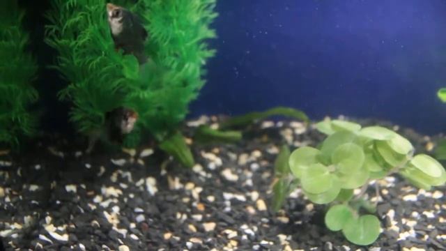 Green Tiger Barb Барбуси Мохові смотреть онлайн