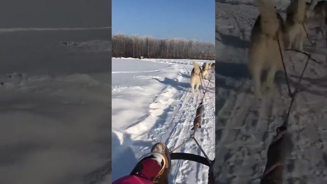Хаски катают детей ОТ ПЕРВОГО ЛИЦА тащат упряжку смотреть онлайн