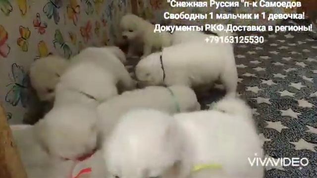 9 Самоедов / Мы растём/ 1 месяц смотреть онлайн