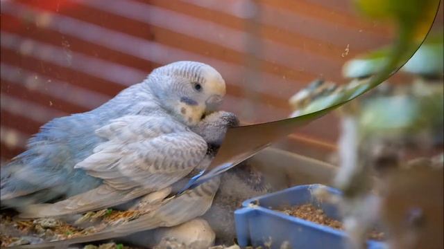 4 nedelas papagaila dzīvē (garais) смотреть онлайн
