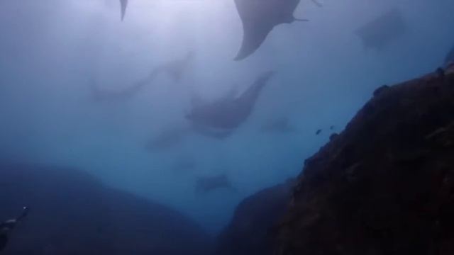 Manta Mating Train at Manta Point, Nusa Penida, Bali смотреть онлайн