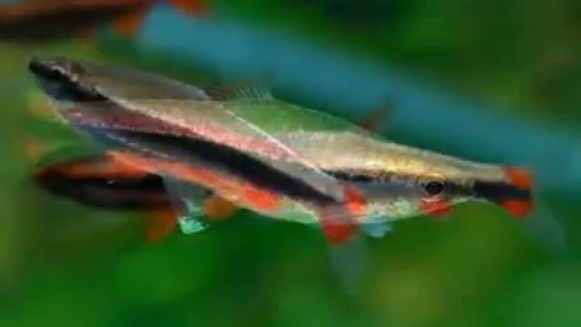 Red pencilfish available 9833898901. смотреть онлайн