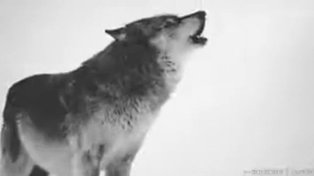 FoxVSwolf wattpad jikook 3 смотреть онлайн