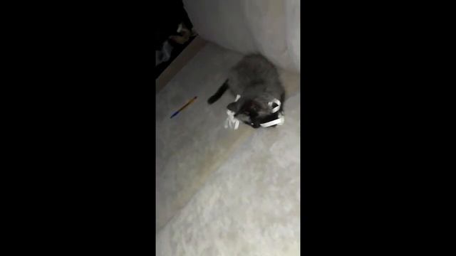 Котик смотреть онлайн