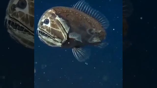 Морской чёрт!!! смотреть онлайн